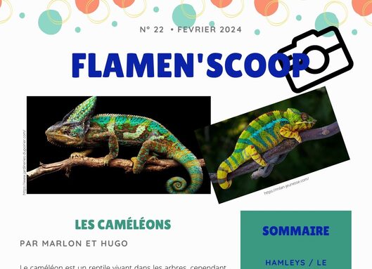 Flamen'scoop n°22.jpg