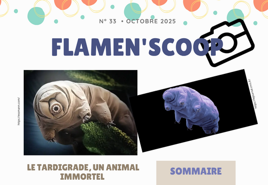 Flamen'scoop n°33.png