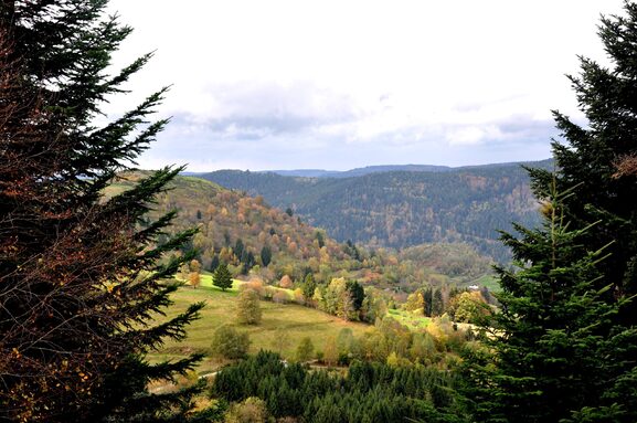 jofy88-fall-1051300.jpg